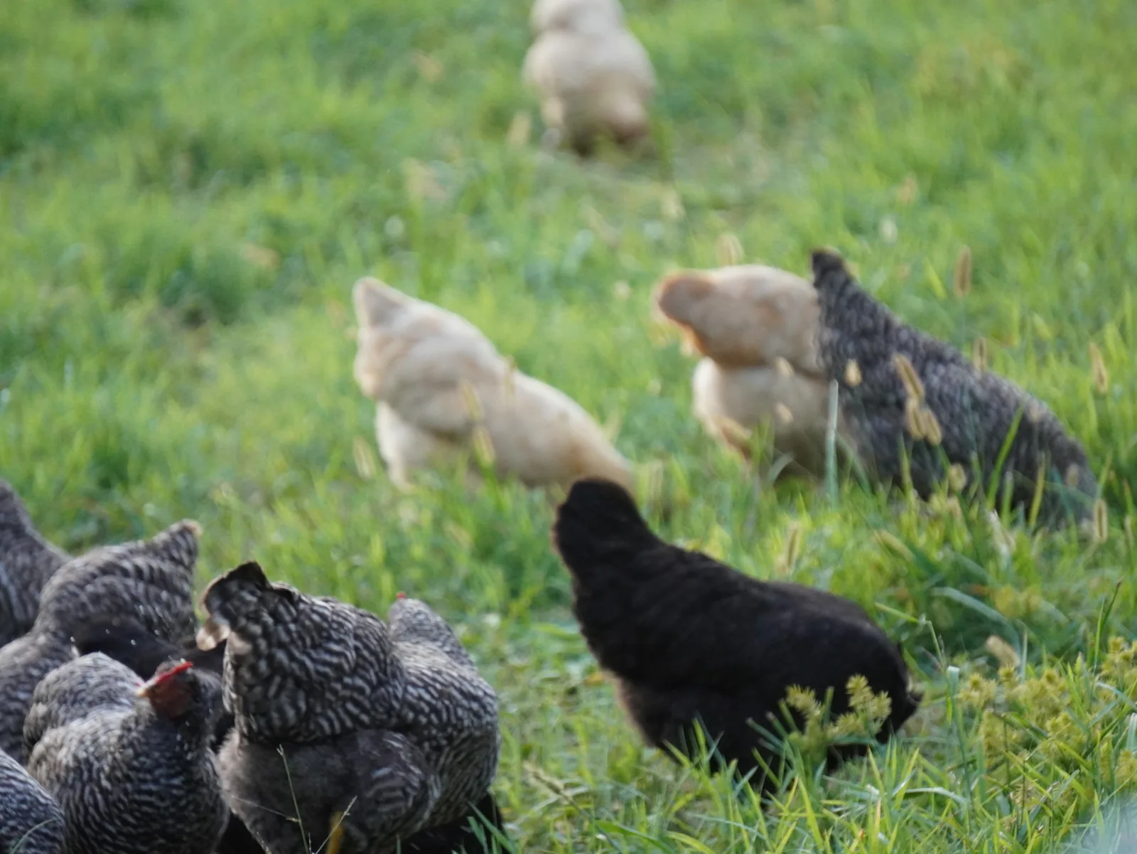 Young chicks at Smoky Mountain Acres