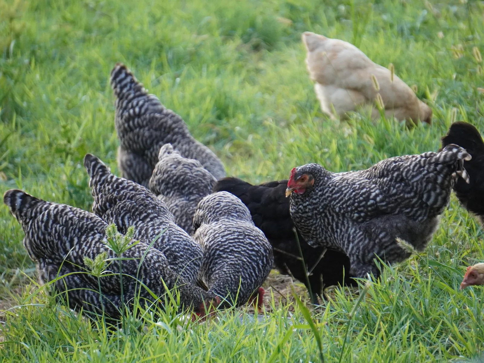 Barred Rock chicken at Smoky Mountain Acres