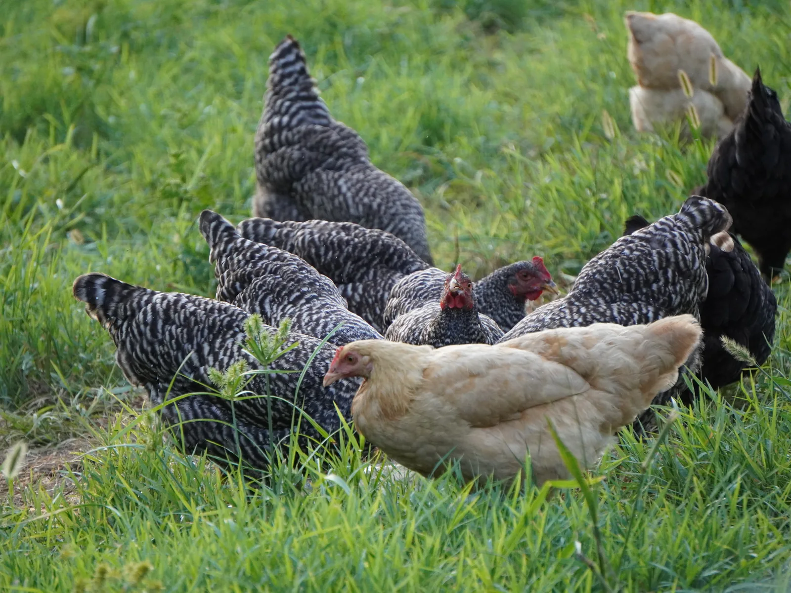Chickens foraging in pasture at Smoky Mountain Acres