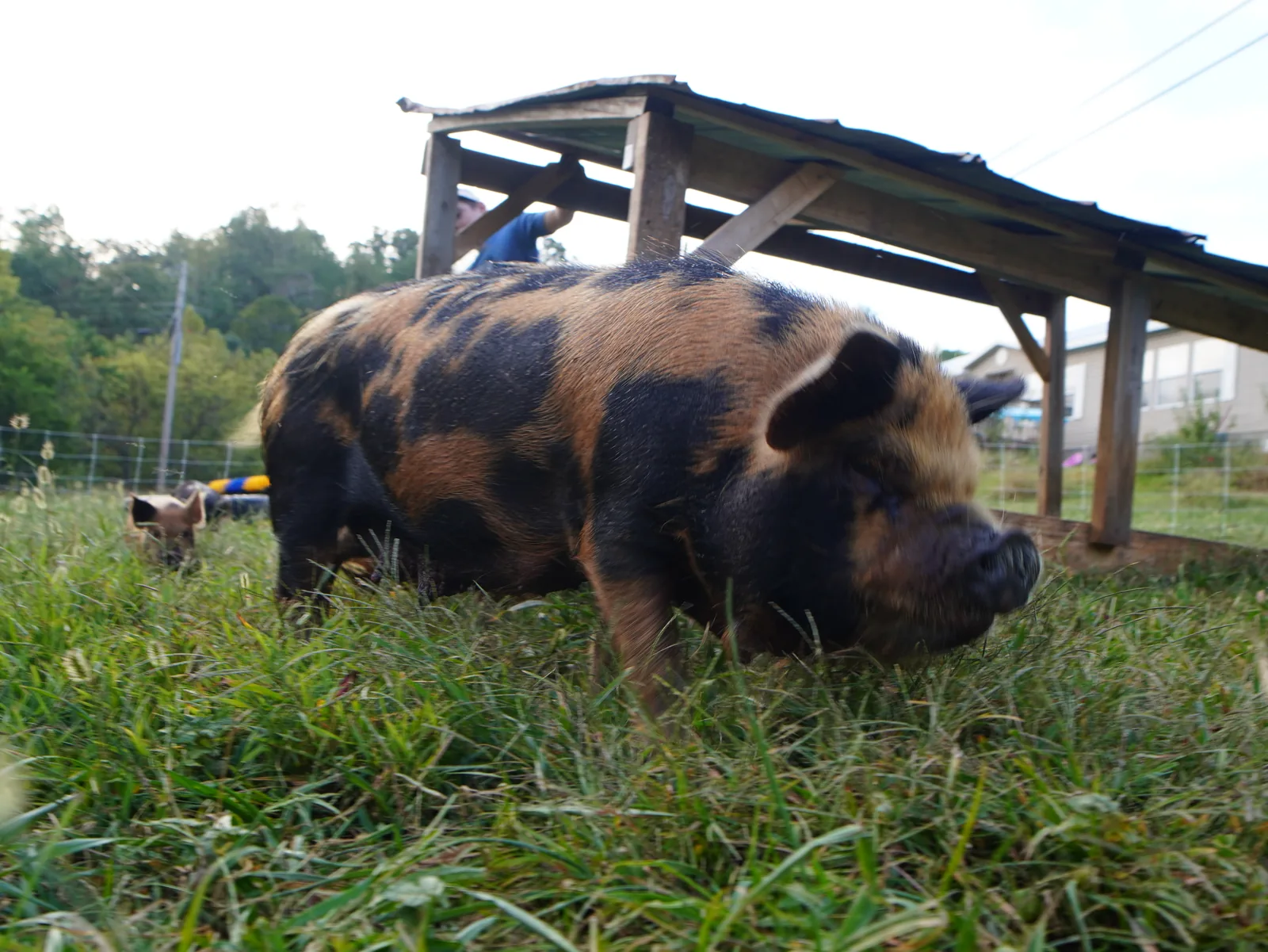 Pasture-raised pig at Smoky Mountain Acres