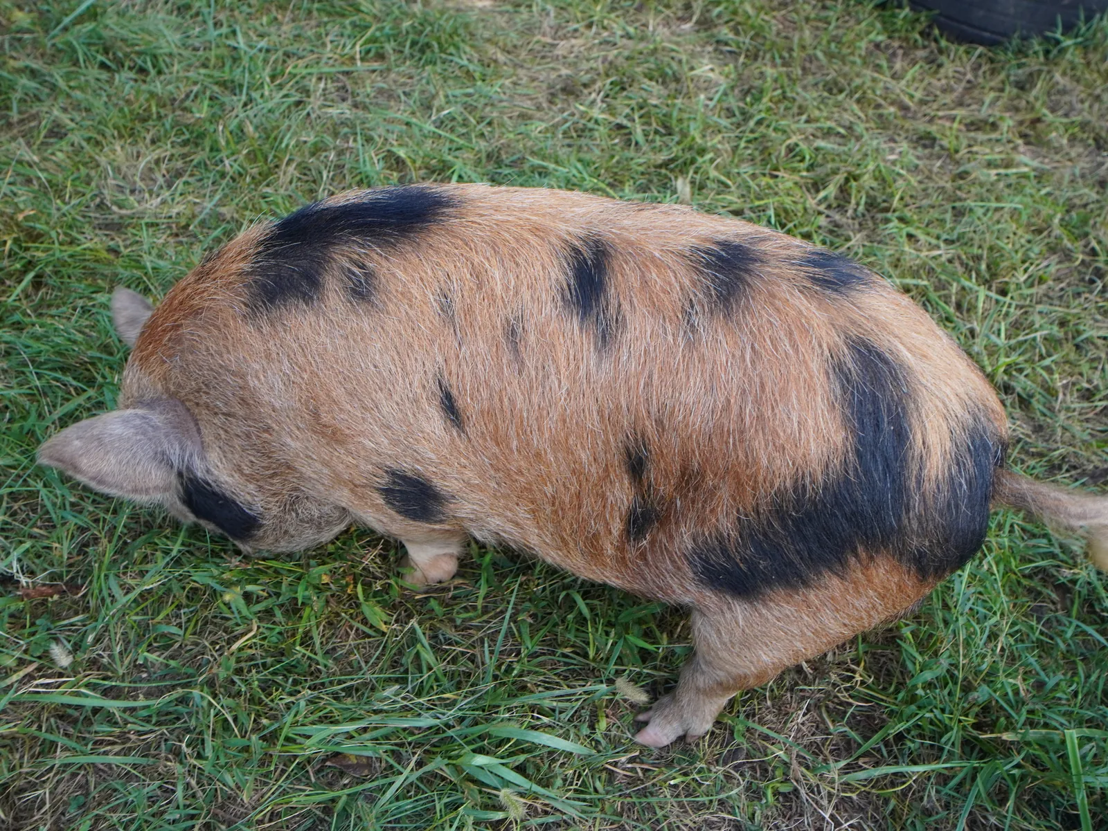 Kune Kune boar in pasture