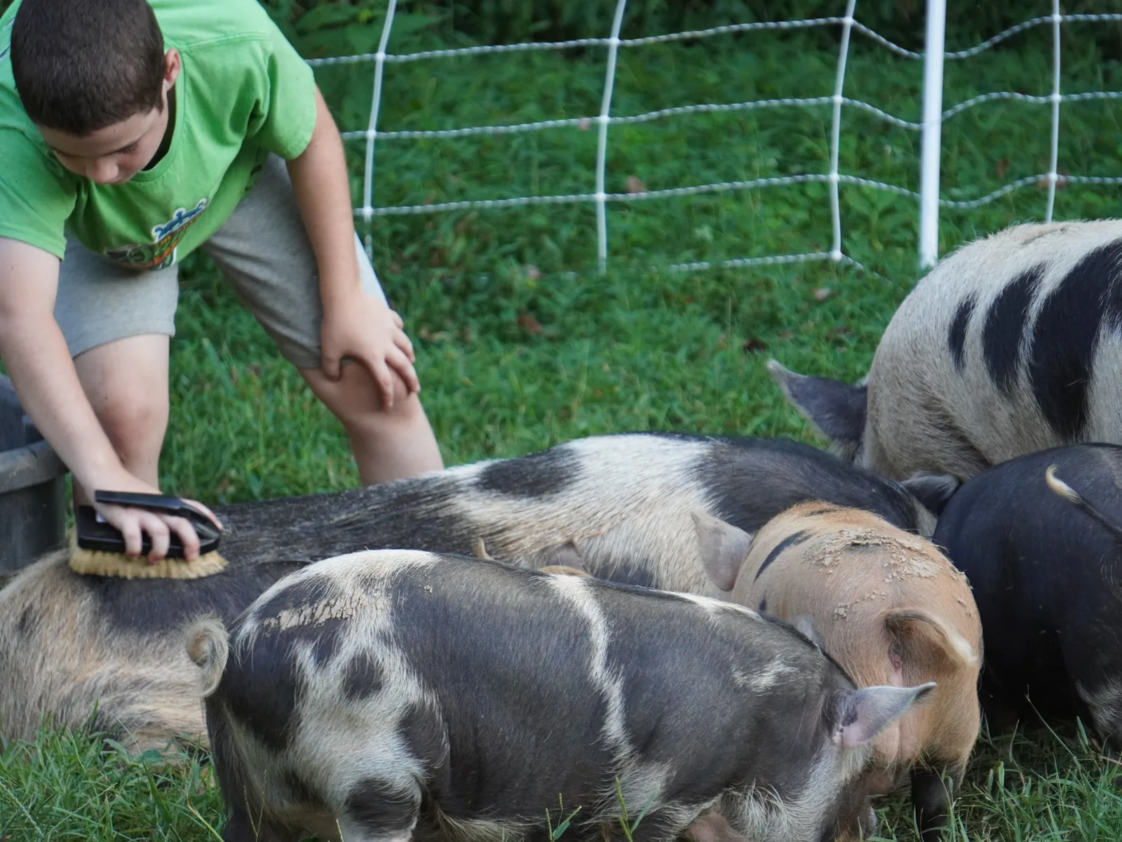 Family member working between pasture fences at Smoky Mountain Acres