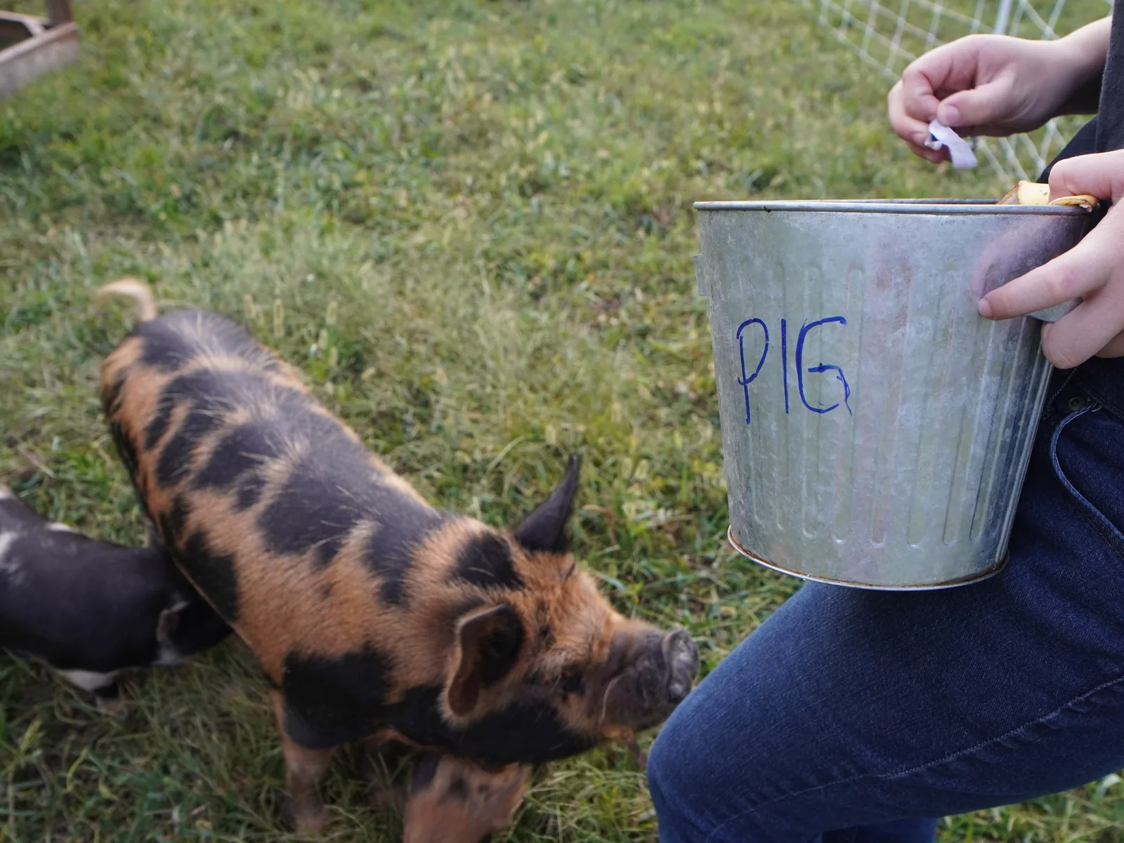 Feeding pigs at the pasture bin