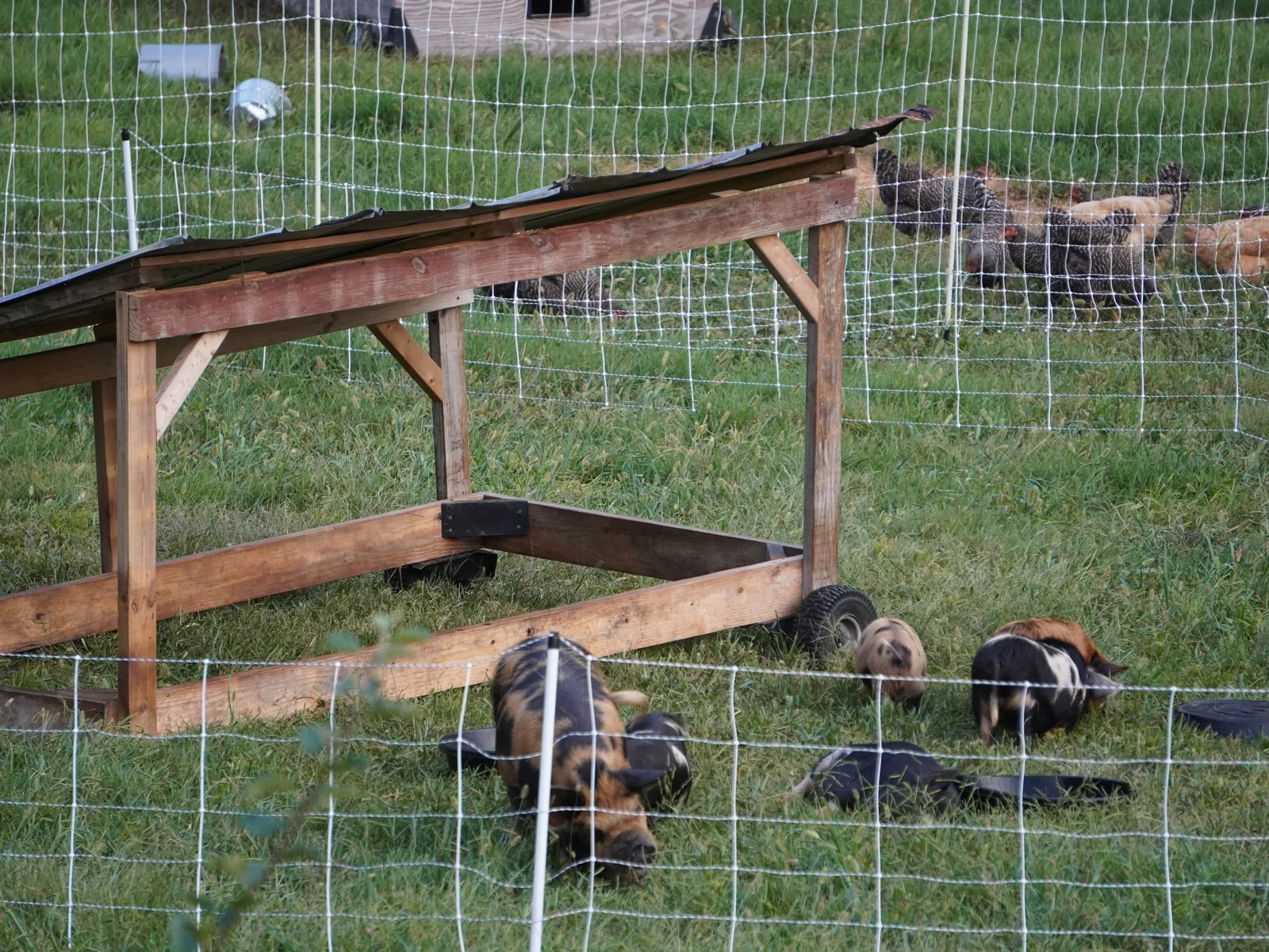 Pig shelter and pasture fencing at Smoky Mountain Acres