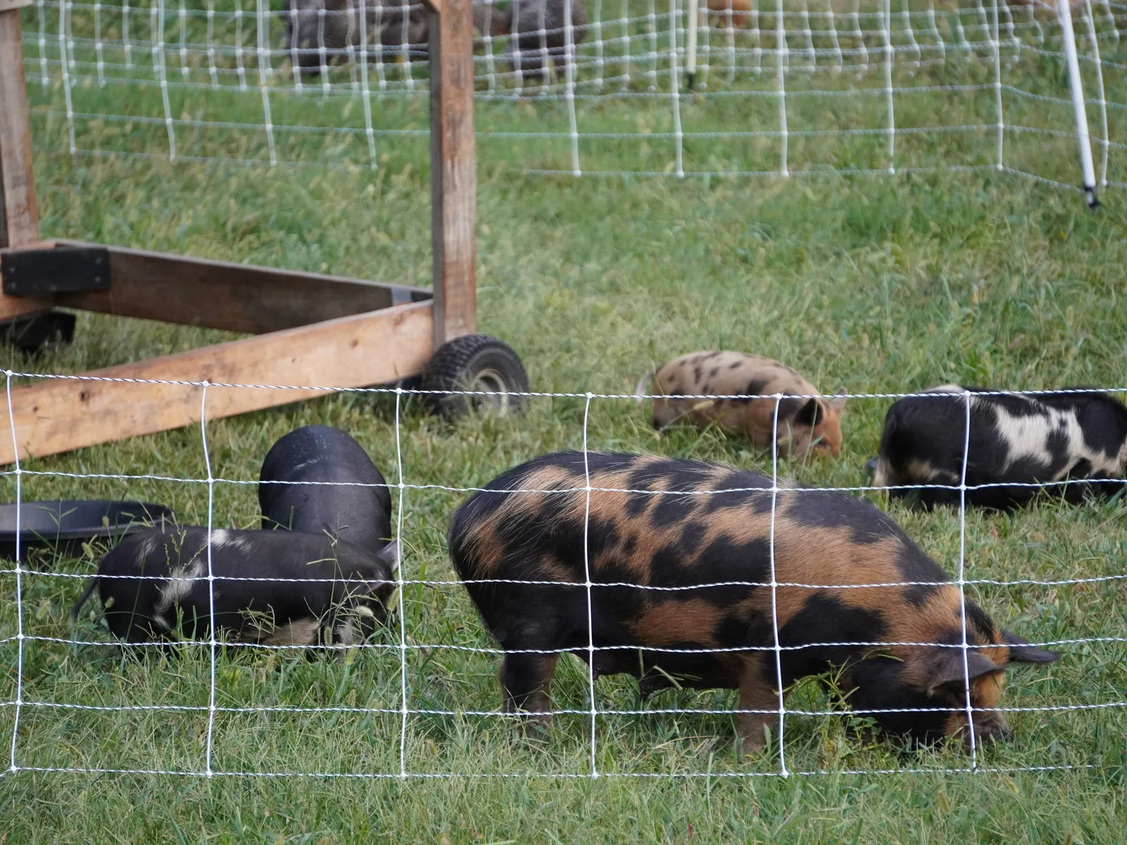Pig shelter and pasture fencing at Smoky Mountain Acres