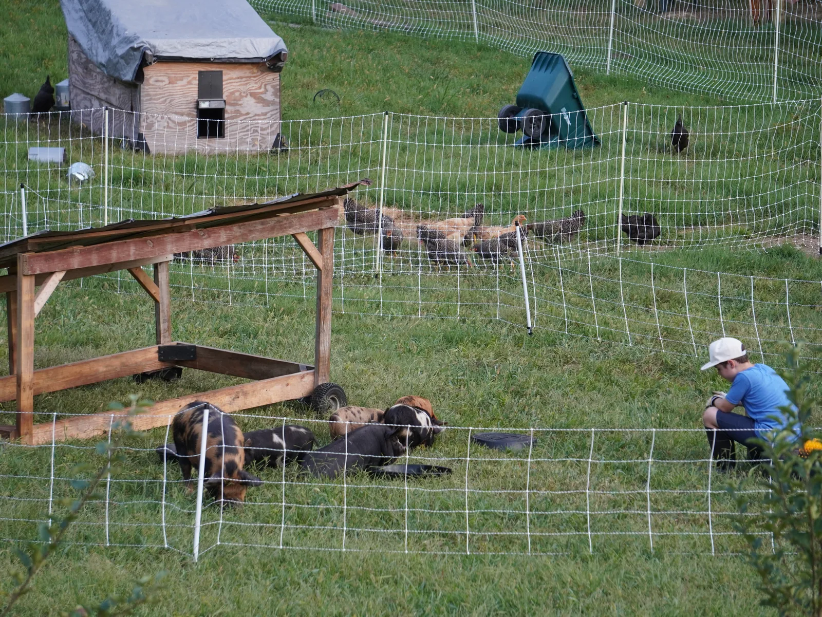 Young boy helping near the pig shelter at Smoky Mountain Acres