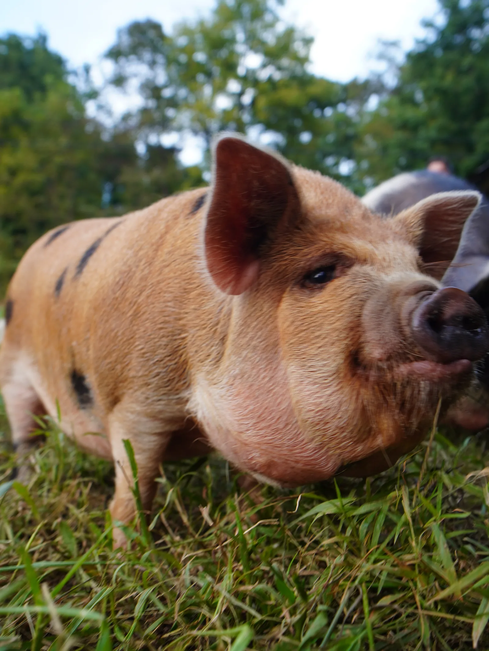 Young pig at Smoky Mountain Acres