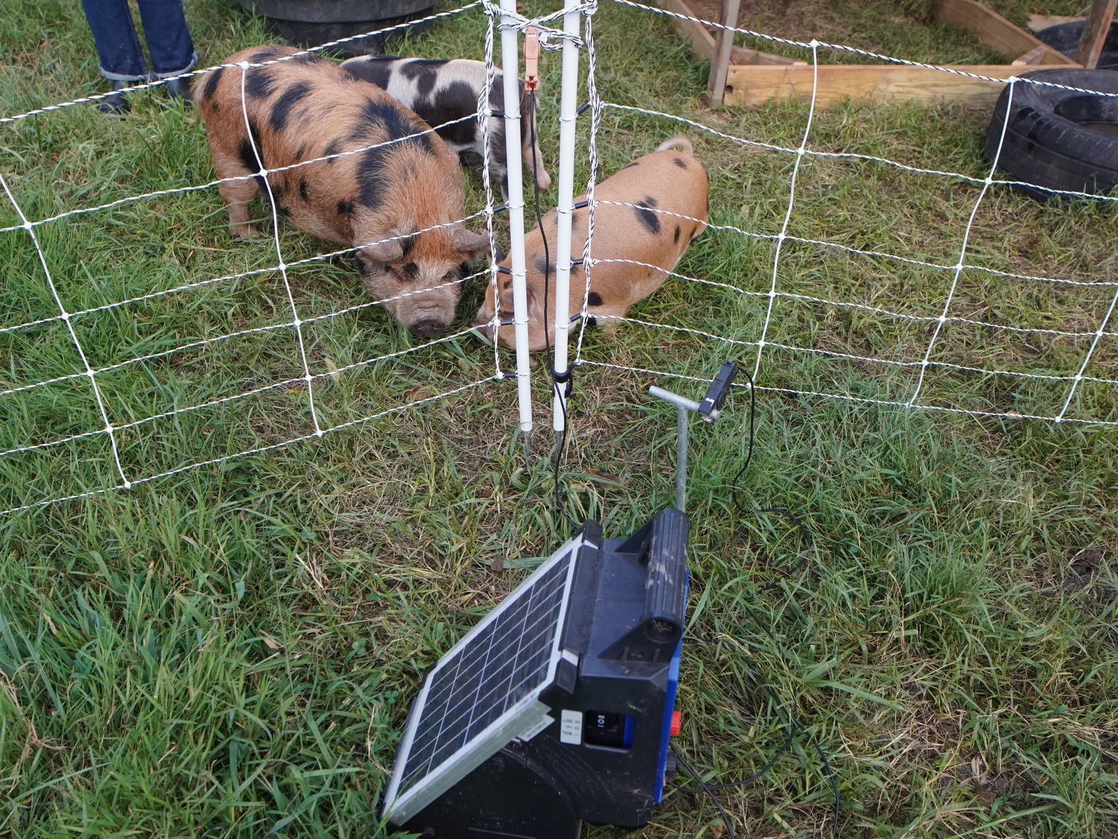Pigs and chickens living together at Smoky Mountain Acres