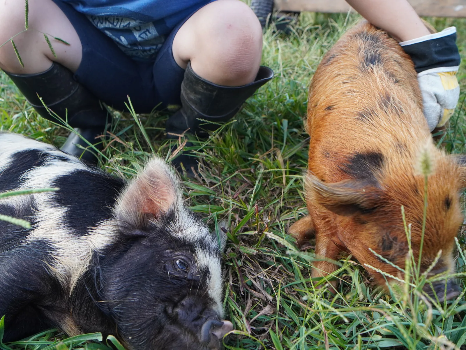 Child visiting pigs in the pasture