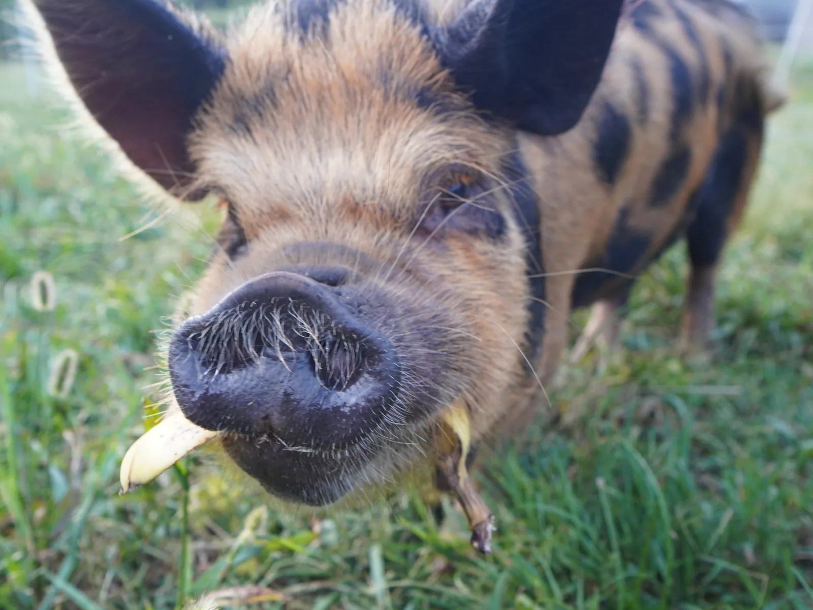 Kune Kune pig eating a treat