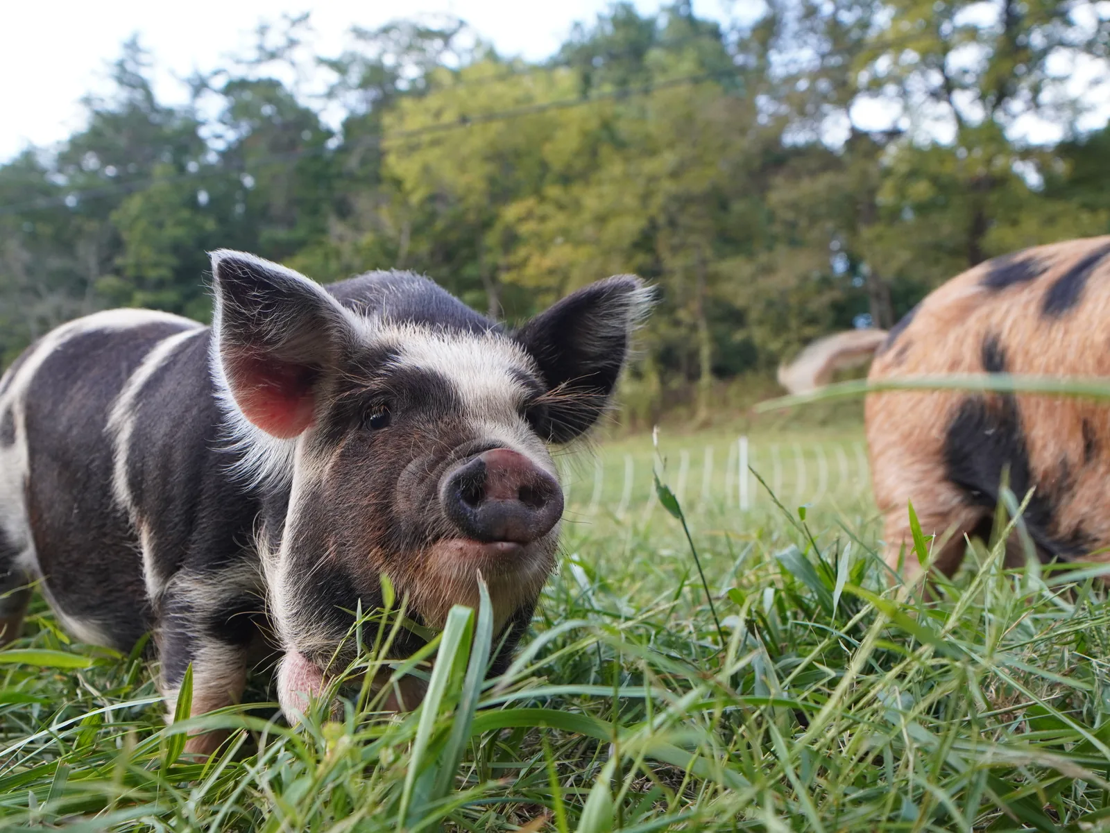 Pasture-raised Kune Kune pig at Smoky Mountain Acres