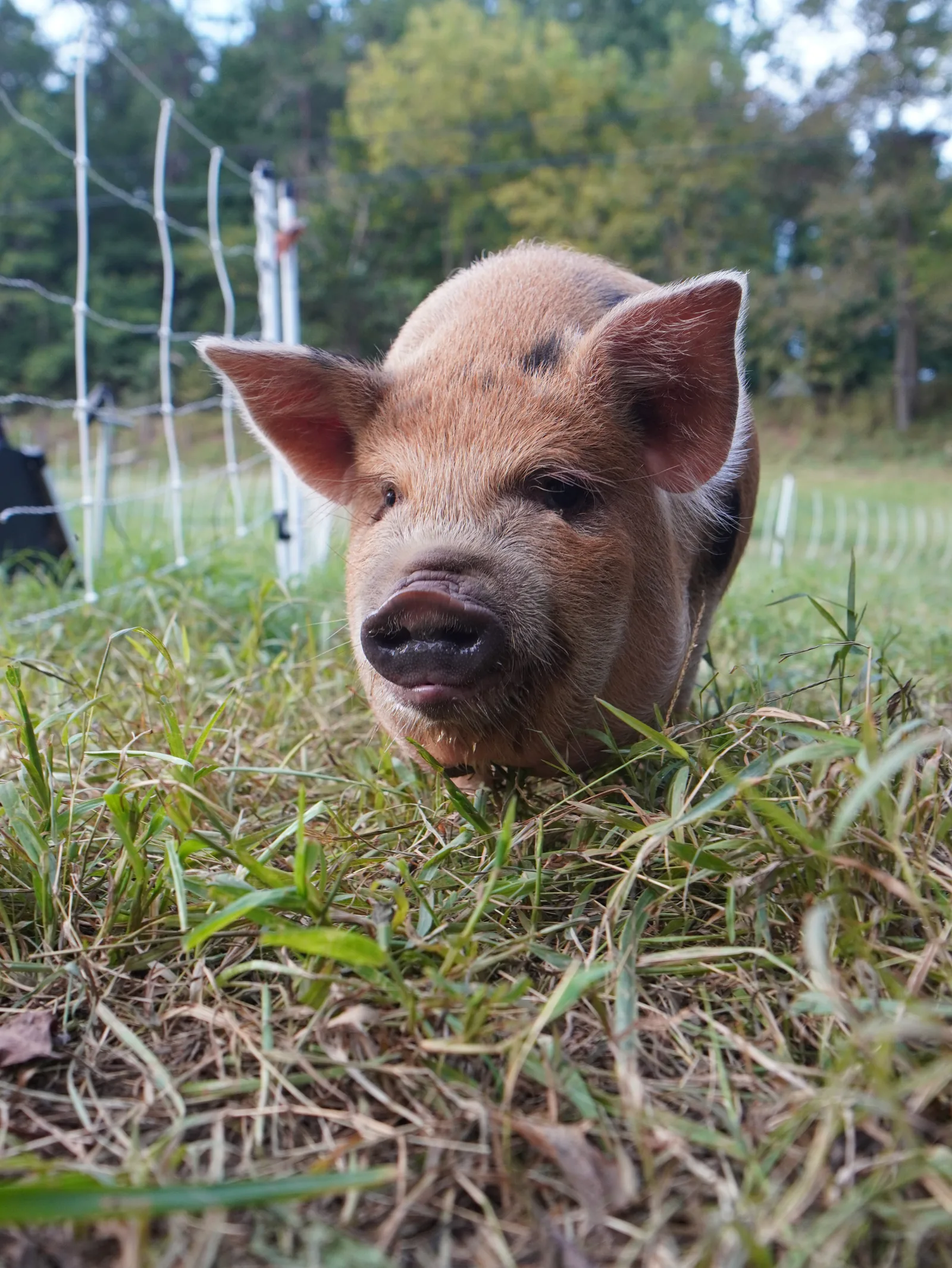 Kune Kune pig looking toward the camera