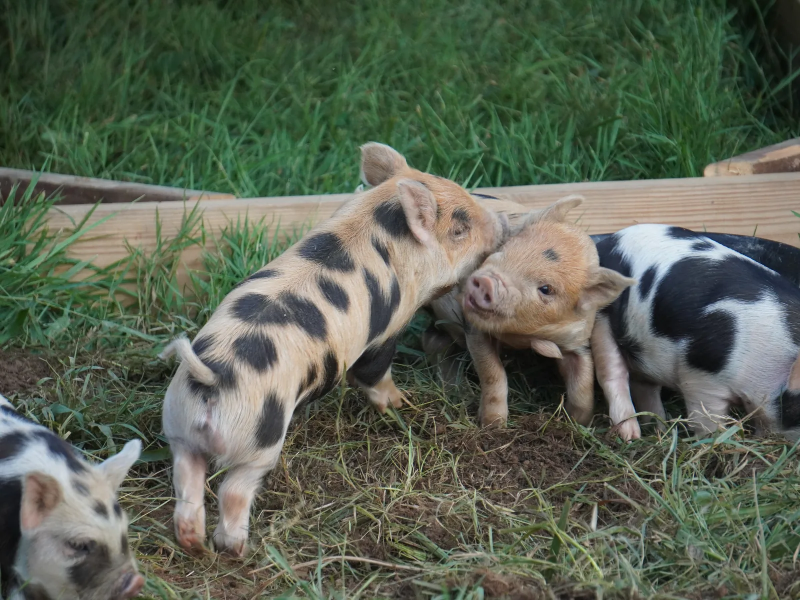 Kune Kune pigs eating together at Smoky Mountain Acres