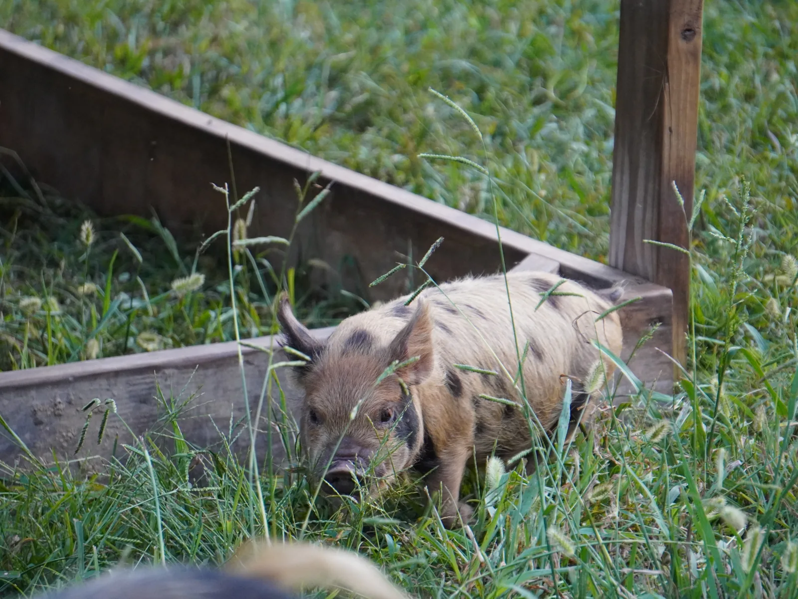 Young Kune Kune pig in the pasture at Smoky Mountain Acres