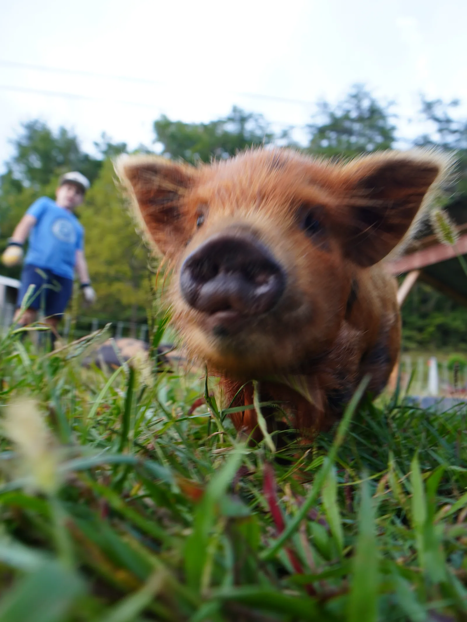 A young pig with a farmer and child