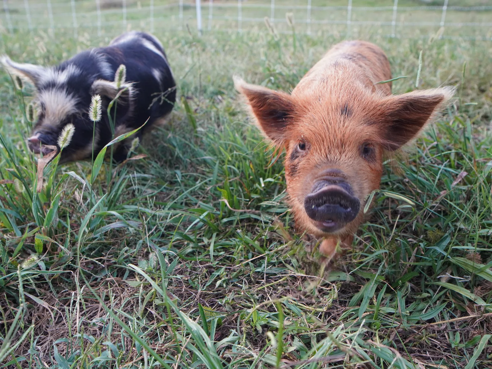 Young Kune Kune pigs together