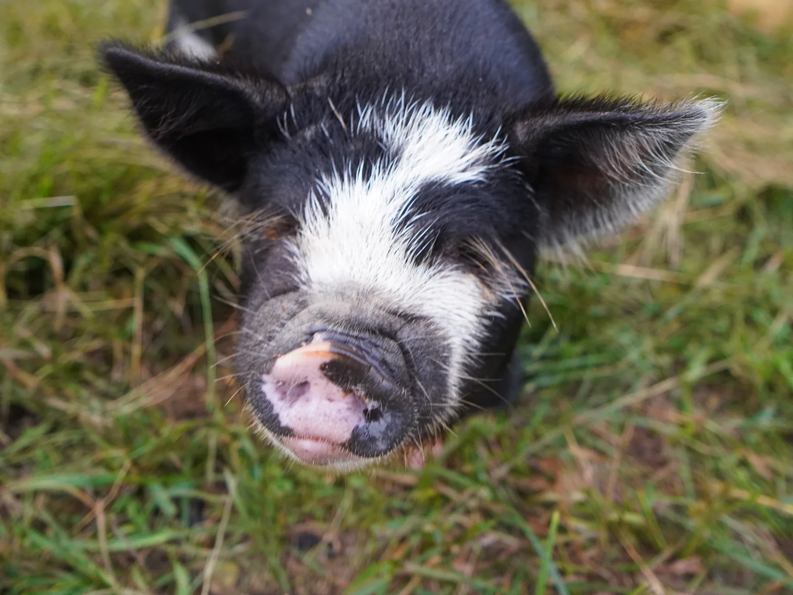 Benny (Boy) from the Smoky Mountain Acres Sale Barn
