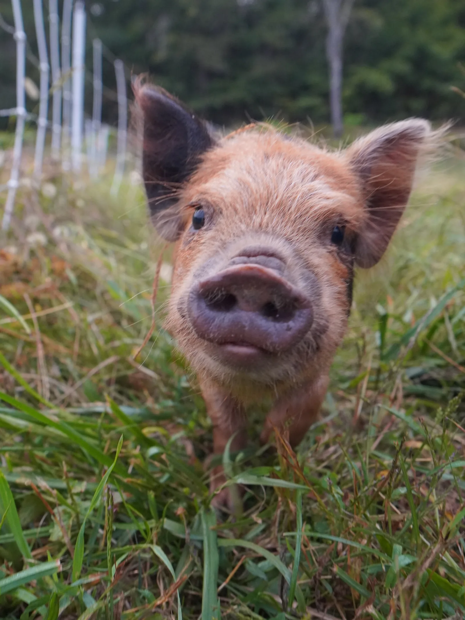Gummy Bear (Boy) from the Smoky Mountain Acres Sale Barn