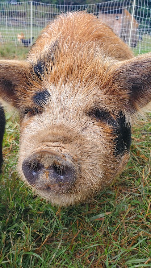 Butterfinger (Boy) from the Smoky Mountain Acres Sale Barn