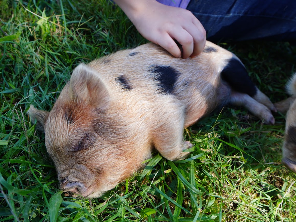 Daisy (Girl) from the Smoky Mountain Acres Sale Barn