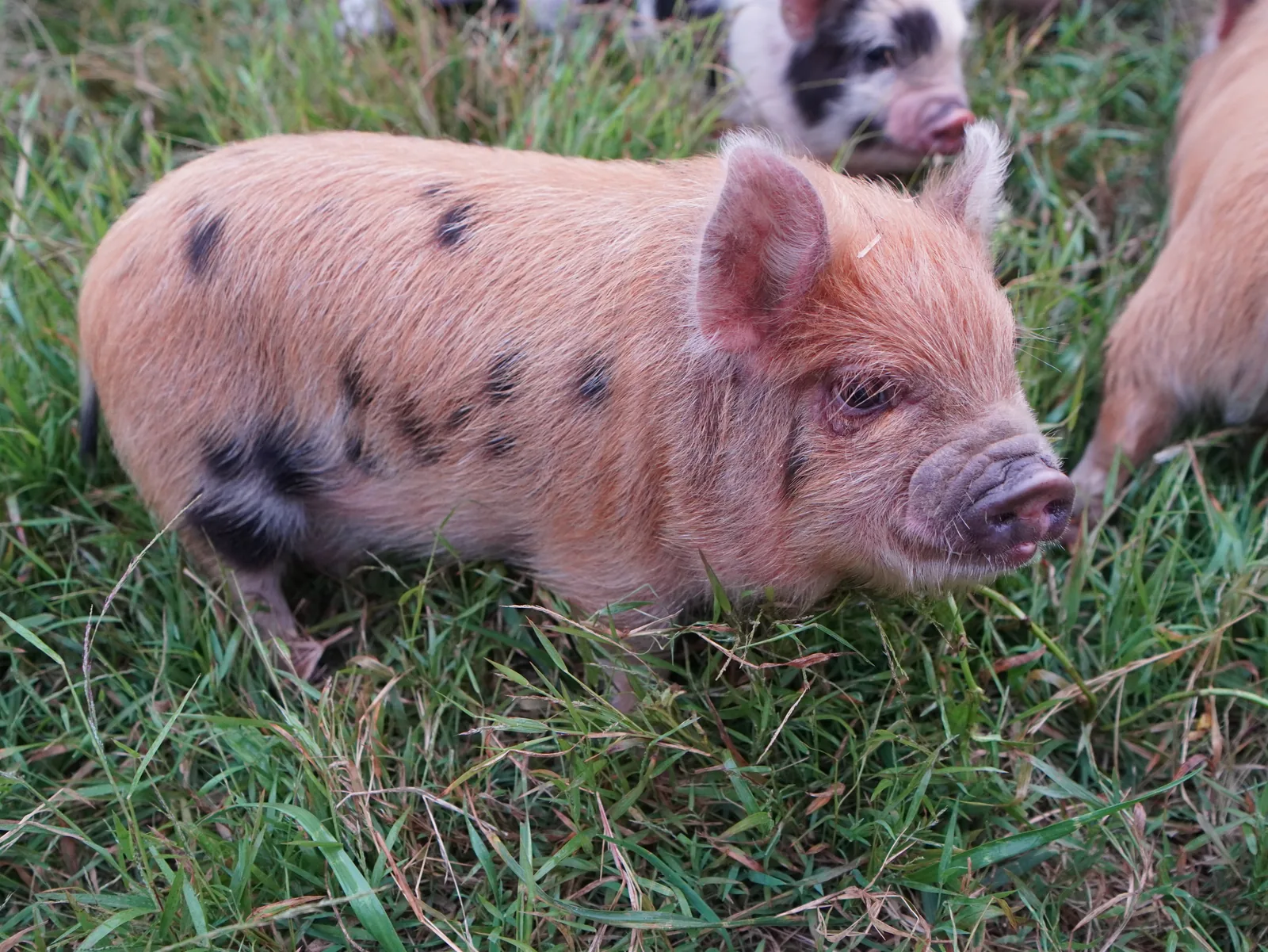 Winnie (Girl) from the Smoky Mountain Acres Sale Barn