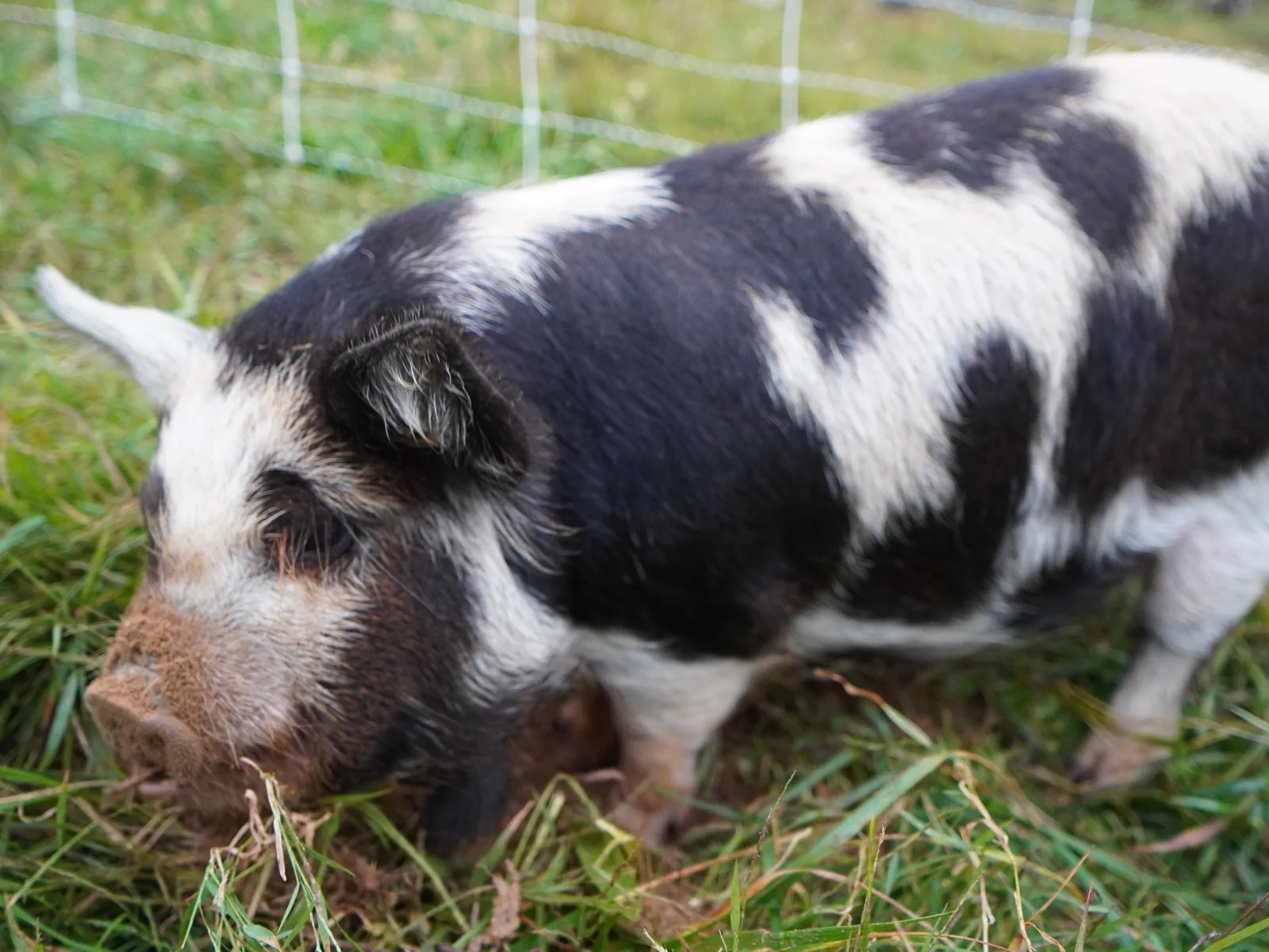 Sally (Girl) from the Smoky Mountain Acres Sale Barn
