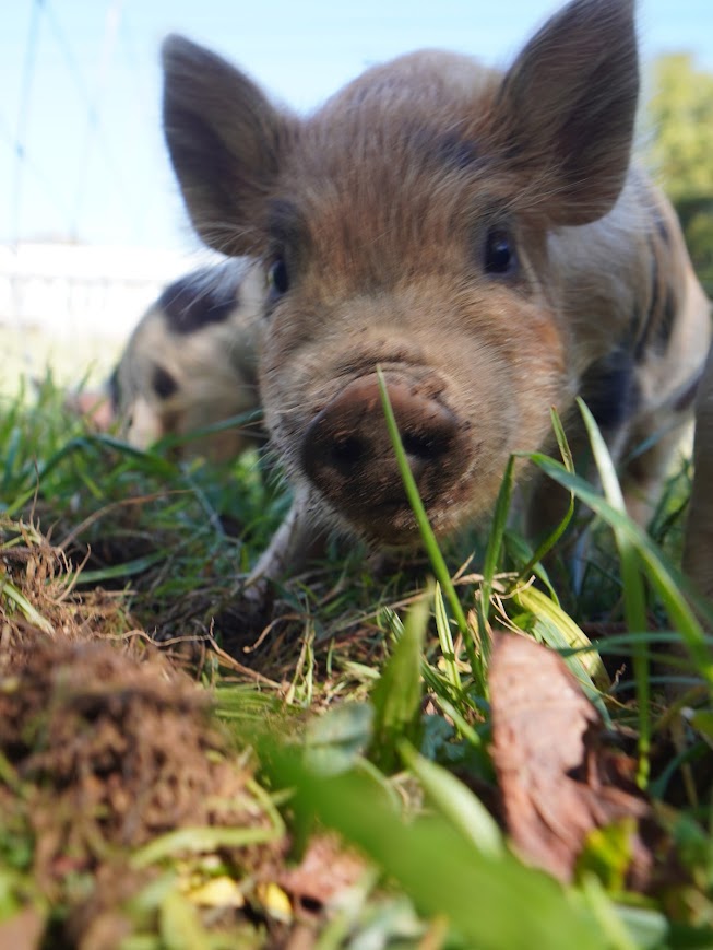 Bean (Boy) from the Smoky Mountain Acres Sale Barn