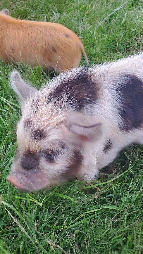 Gus (Boy) from the Smoky Mountain Acres Sale Barn