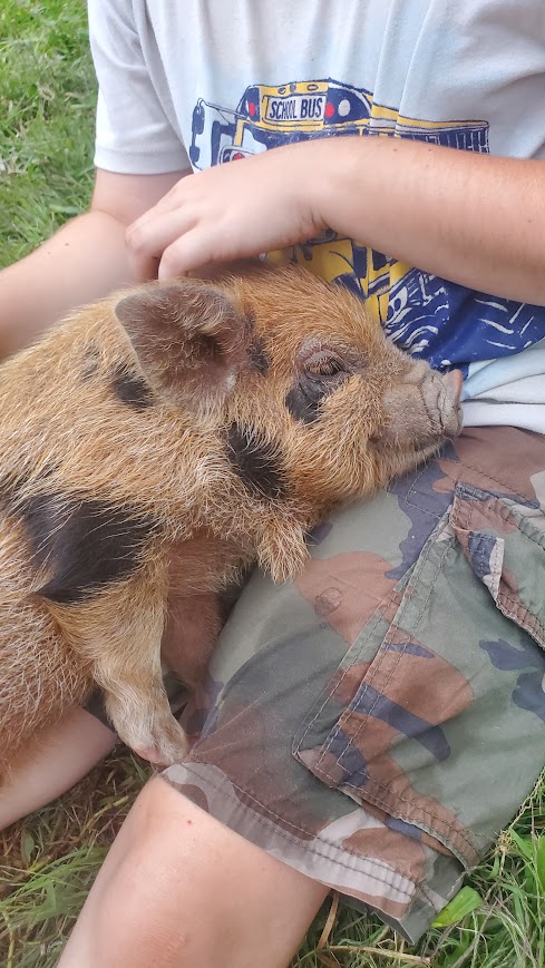 Milo (Boy) from the Smoky Mountain Acres Sale Barn