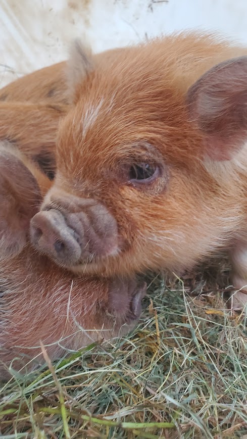 Pip (Boy) from the Smoky Mountain Acres Sale Barn
