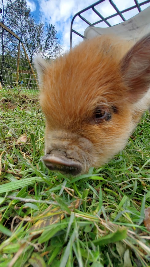 Princess (Girl) from the Smoky Mountain Acres Sale Barn