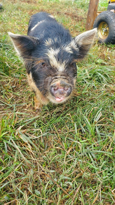 Skillet (Boy) from the Smoky Mountain Acres Sale Barn