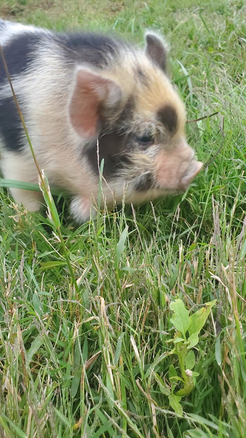 Sweetheart (Girl) from the Smoky Mountain Acres Sale Barn